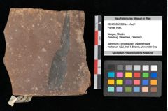 Foto (Objekt + Etikett) von Plantae indet.  (NHMW-GEO-2024-0188-0560a)